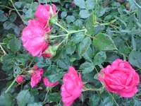 SAM_1974.webp