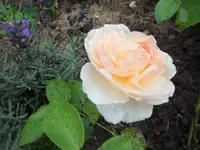 SAM_1975.webp