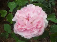 SAM_1976.webp
