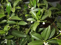 DSCF0429.webp