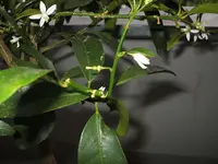 DSCF0432.webp