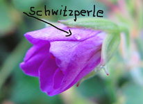 storchschnabel.webp