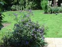 Neuer Rasen 016.webp