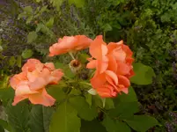 P1080187.webp
