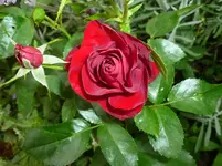 P1080260.webp