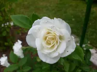 P1080266.webp