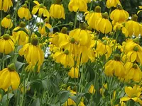 055.webp