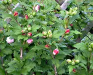 Hibi12.webp