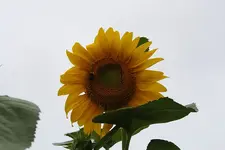 Sonnenblume 08.08.13.webp