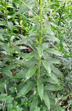utopischer Stengel.webp