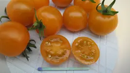 SAM_2096.webp