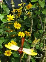 Blümchen.webp