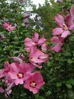 Hibiskus.webp