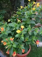 Wunderblume1.webp