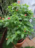 Wunderblume2.webp