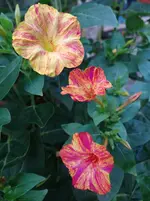 Wunderblume3.webp