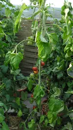 SAM_2086.webp