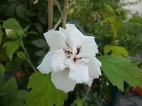 CIMG9056.webp
