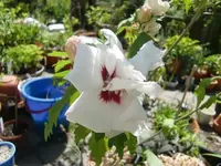 CIMG9392.webp