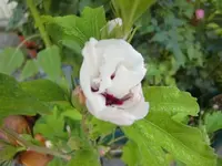 CIMG9057.webp
