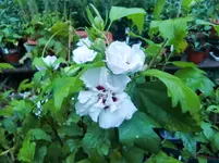 CIMG9450.webp