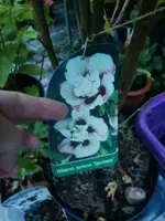 CIMG9453.webp