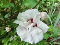 CIMG9555.webp