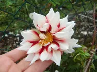 CIMG9461.webp