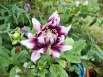 CIMG9468.webp