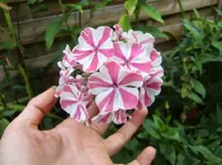 CIMG9501.webp