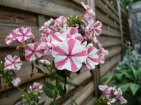 CIMG9503.webp