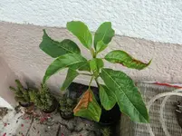 CIMG9459.webp