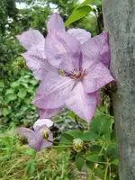 CIMG9541.webp