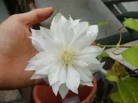 CIMG9583.webp