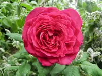 CIMG9546.webp