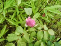 CIMG9463.webp