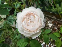 CIMG9473.webp