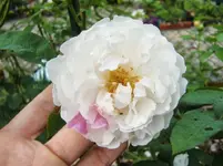 CIMG9474.webp
