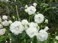 CIMG9493.webp