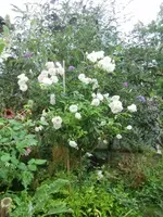 CIMG9600.webp