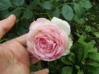 CIMG9547.webp