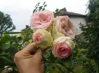 CIMG9549.webp