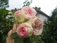 CIMG9548.webp