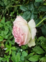 CIMG9551.webp