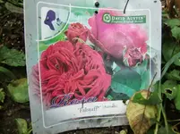 CIMG9582.webp