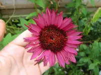 CIMG9502.webp