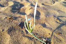 Strandblume 1.webp