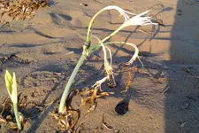 Strandblume 2.webp