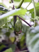 frucht1.webp