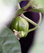 frucht2.webp